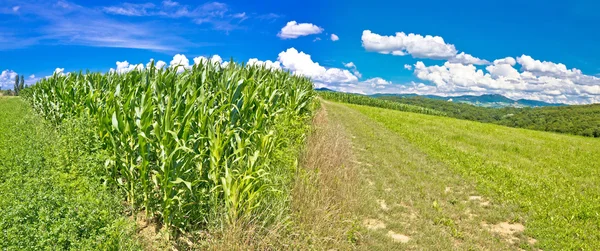 Panorama da paisagem agrícola na região de Prigorje — Fotografia de Stock