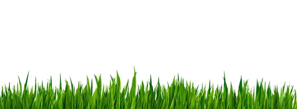 Groene Gras Realistische Rand Geïsoleerd Witte Achtergrond Vector Realistische Stijl — Stockvector