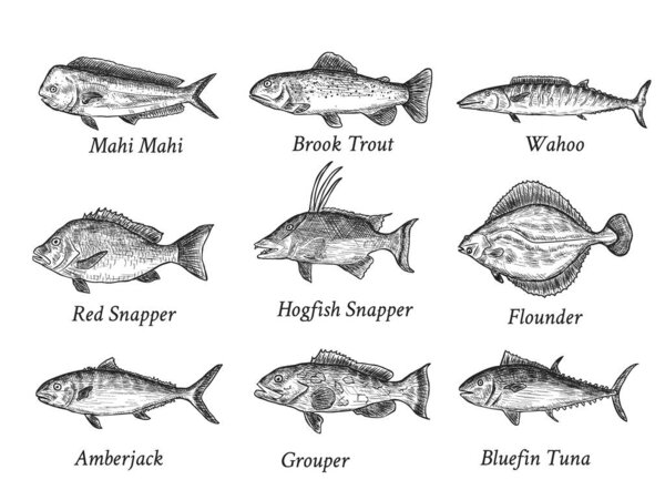 Set of isolated black hand drawn fish with names on white background. Fresh aquactic animal of tuna, trout, snapper etc.