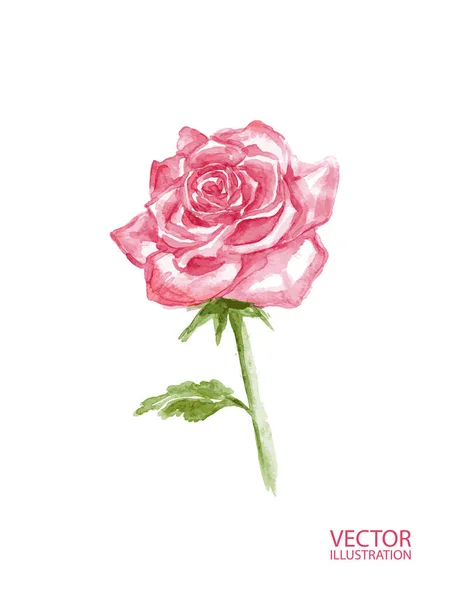 Belle Fleur Rose Isolée Sur Fond Blanc Élément Pour Carte — Image vectorielle