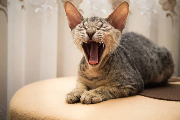 Küçük Sphynx kedisi sandalyeye oturmuş esniyor.