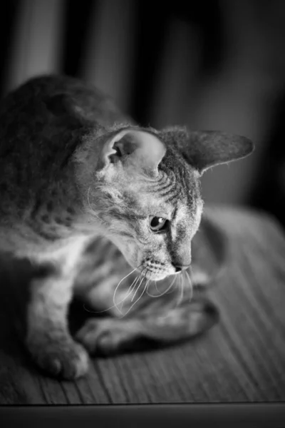 Pequeño esfinge gato bostezos sentado en un silla negro y blanco — Foto de Stock