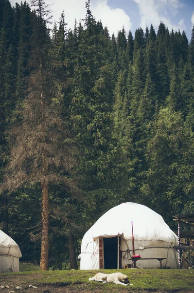 Asian yurt in the middle of the forest in the mountains — Stock Photo, Image