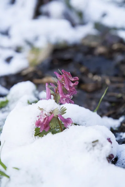 Spring violet hollowroot (corydalis) flower covered with snow — Stock Photo, Image