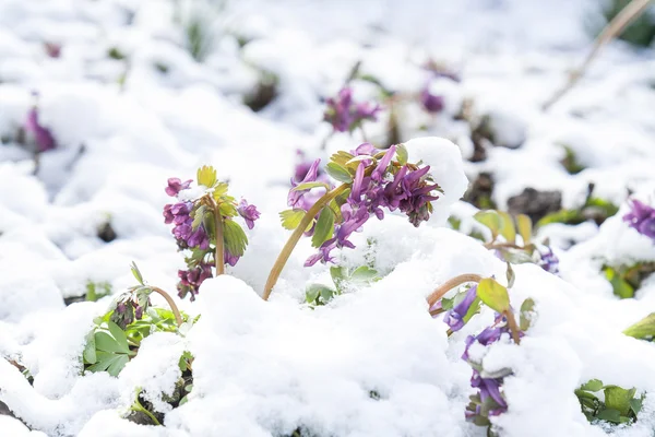 Spring violet hollowroot (corydalis) flower covered with snow — Stock Photo, Image