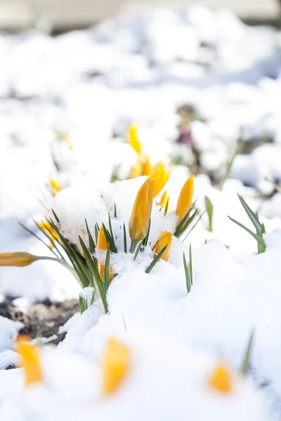 Spring yellow crocuses flower covered with snow — Stock Photo, Image