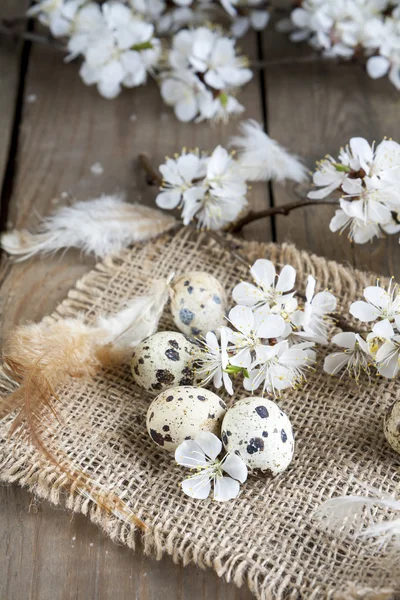 Uova di quaglia, fiori e piume — Foto Stock