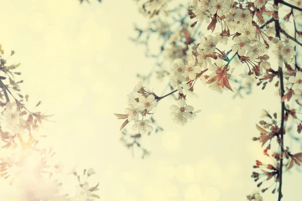 Ağaç bahar çiçek beyaz kiraz çiçekleri