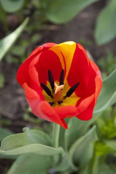 Bellissimo rosso tulipano a il giardino — Foto Stock