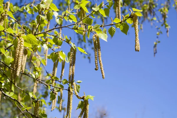 Bahar çiçekleri, yeşil yapraklı huş ağaçları.