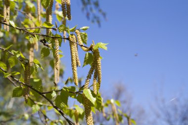 Bahar çiçekleri, yeşil yapraklı huş ağaçları.