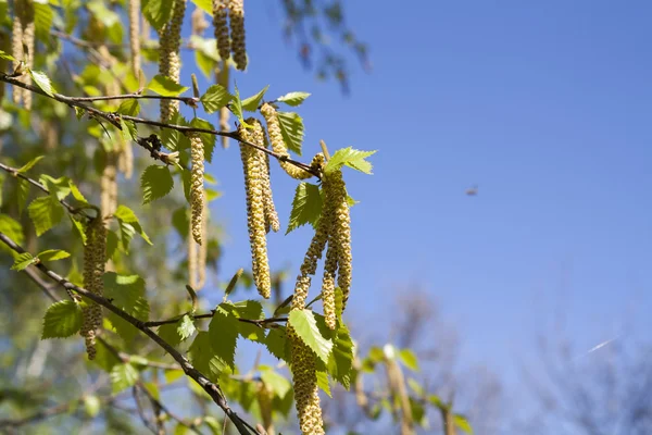 Bahar çiçekleri, yeşil yapraklı huş ağaçları.