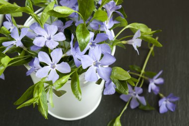 Kova güzel mavi deniz salyangozu ve yeşil sürgünler