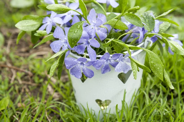 Bucket with beautiful blue periwinkle and green shoots