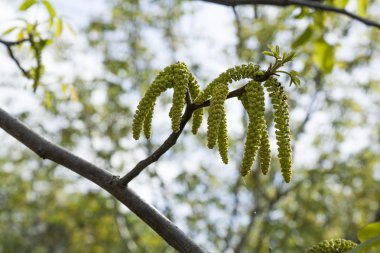 Bahar çiçekleri ağaç ceviz mavi gökyüzü arka planlar üzerinde genç yeşil yaprakları ile,