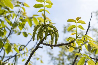 Bahar çiçekleri ağaç ceviz mavi gökyüzü arka planlar üzerinde genç yeşil yaprakları ile,