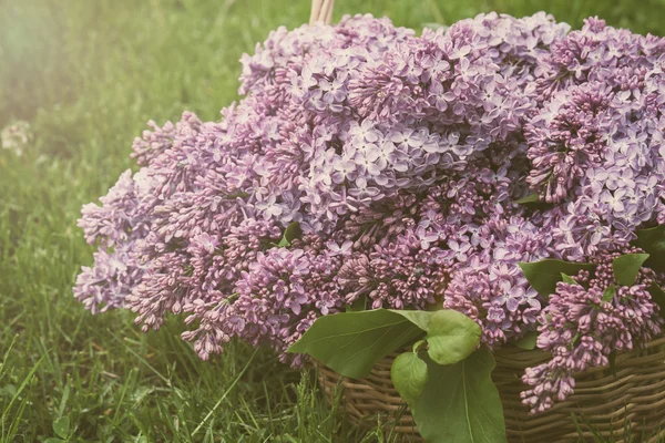 Takken van bloeiende paars Lila syringa — Stockfoto