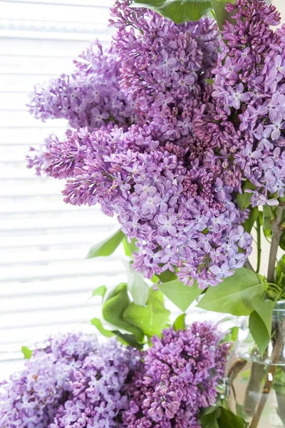 Branches of flowering purple lilac syringa — Stock Photo, Image