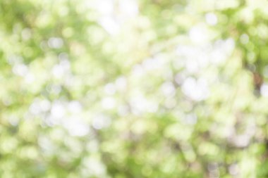 Yeşil ve beyaz bokeh güneş ışığı ile bulanıklık