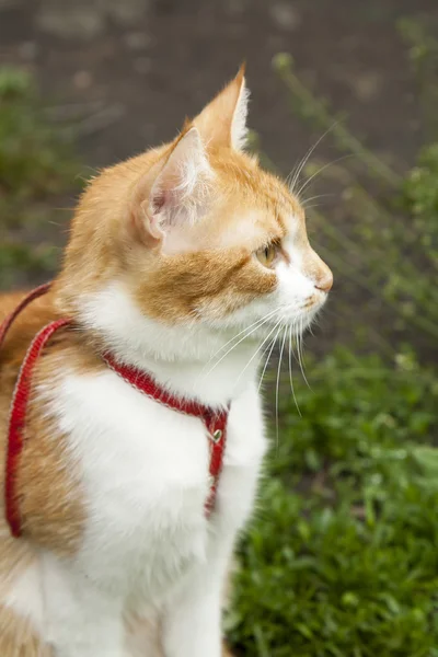 Niedliche weiß-rote Katze im roten Halsband — Stockfoto