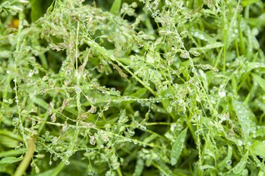 Taze yeşil bahar yaz arka damla ile