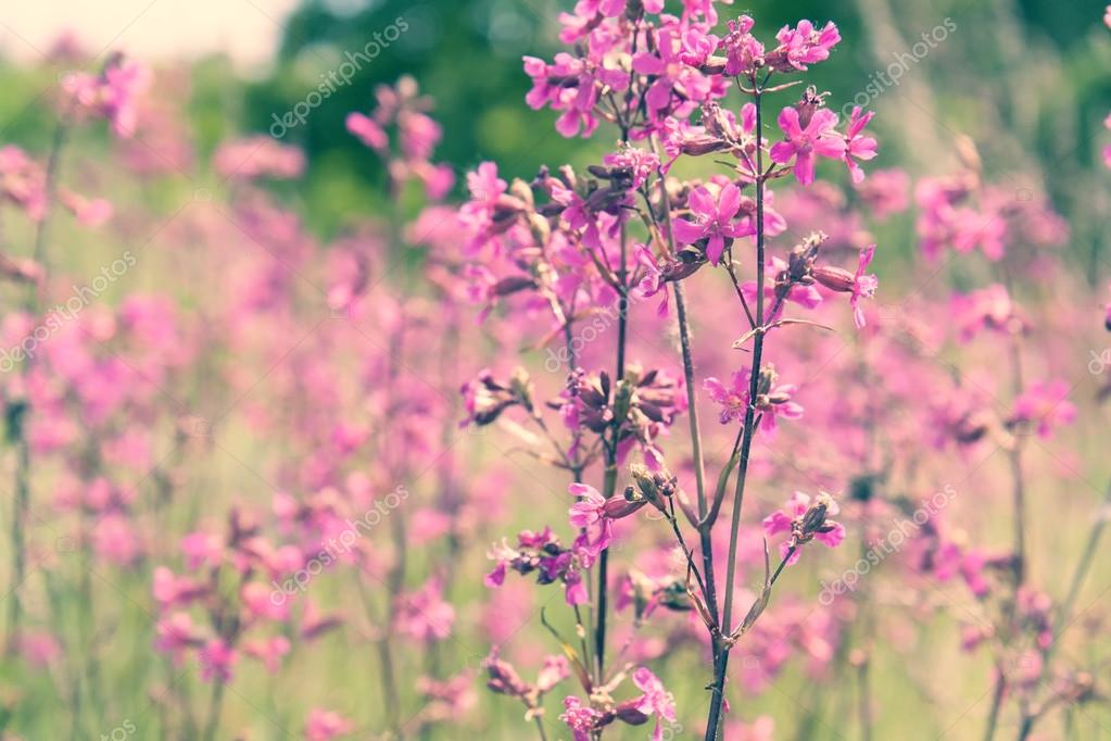 Resultado de imagen para PRIMAVERA VERANO NATURALEZA