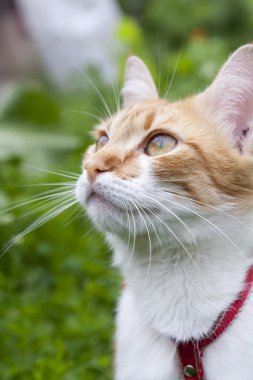 Kırmızı yakalı, beyaz, kırmızı, şirin bir kedi.