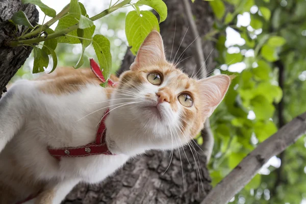 Niedliche weiße und rot-weiß-rote Katze im roten Halsband — Stockfoto