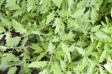 Domates fidesi bitkiler tarafından güneş ışığı yaktı seralarda