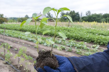 İnsan elinde eldiven genç tutan biber lahanası