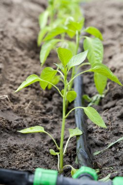 Genç biber damla sulama ile lahanası