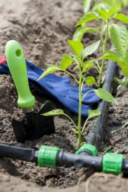 Biber ve damla sulama ile Bahçe aletleri genç lahanası