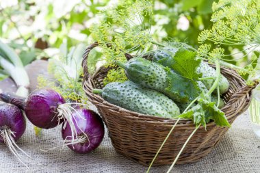 Hasır sepet dereotu ve taze salatalık