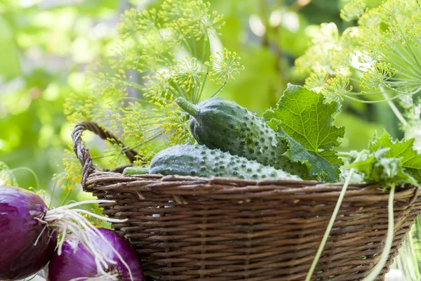 Fresh cucumbers in wicker basket with dill and onion — Stock Photo, Image