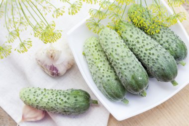 Çiçekler dereotu ve sarımsak ile beyaz tencerede taze salatalık