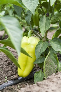 Genç olgunlaşmamış meyve biber Bush