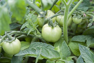 Genç olgunlaşmamış meyve domates Bush
