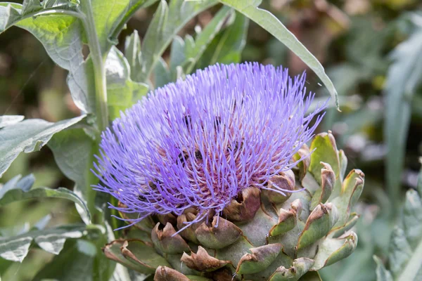 Bees pollinating the purple flowering head of an artichoke. — Stock Photo, Image