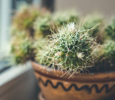 Pencere kenarında küçük beyaz çiçekleri olan kaktüs Mammillaria. Yaklaş, alanın sığ derinliği