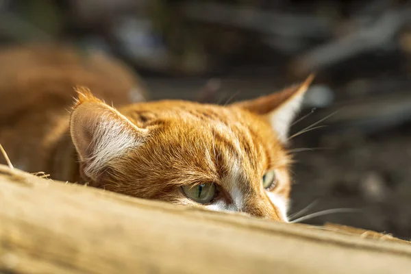 Γάτα Που Βλέπει Μια Απειλή Ετοιμάζεται Για Ένα Άλμα Μια — Φωτογραφία Αρχείου