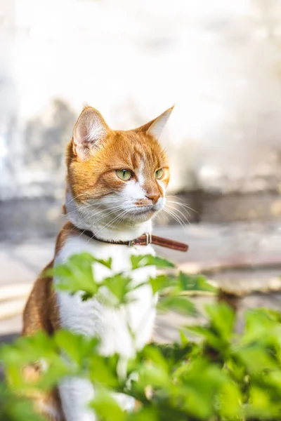 Katze Die Eine Bedrohung Sieht Bereitet Sich Auf Einen Sprung — Stockfoto