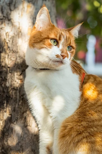 Retrato Cortado Engraçado Gato Branco Vermelho Perto Linda Noite Luz — Fotografia de Stock