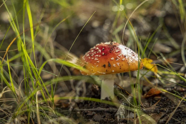 독성이 파리아가 파리아 Amanita Mushroom 유럽의 숲에서 — 스톡 사진