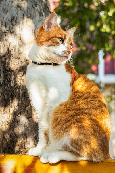 Portrait Geschnitten Lustige Weiße Und Rote Katze Aus Nächster Nähe — Stockfoto