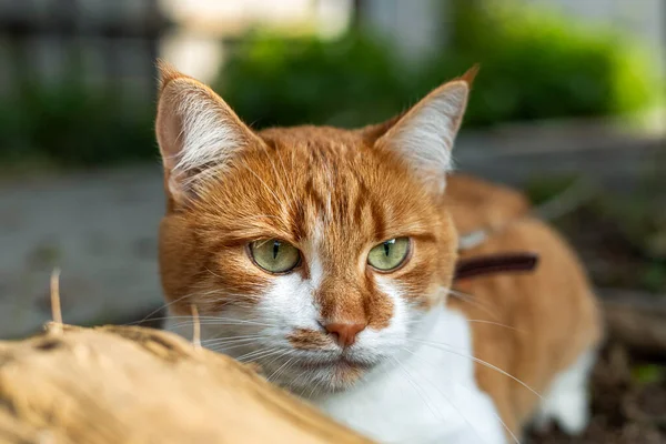 Katze Die Eine Bedrohung Sieht Bereitet Sich Auf Einen Sprung — Stockfoto