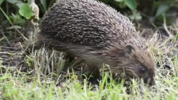 고슴도치 European Hedgehog 고슴도치 Common Hedgehog 알려진 유로파에 Erinaceus Europaeus — 비디오