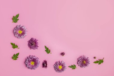 Pembe arka planda pembe kasımpatılardan oluşan yaratıcı bir düzen..