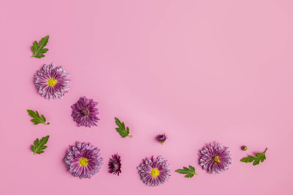 Creative layout made of  pink chrysanthemums on pink background, flat lay.