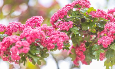 Panoramik manzara, bahar arkaplan sanatı ve güzel bokeh 'te güzel pembe dikenler çiçek açıyor. Güzel bir bahar arkaplanı. Boşluğu kopyala.