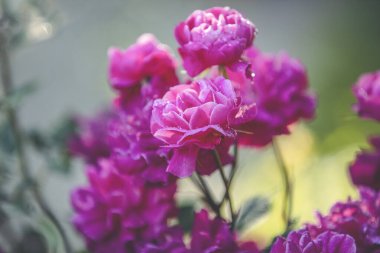 Sonbahar bahçesinde su damlaları olan güzel pembe güller ve harika akşam güneşli bir ışık. Alanın sığ derinliği.